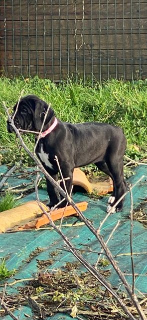 Du Domaine De Moraneyl - Chiot disponible  - Dogue allemand