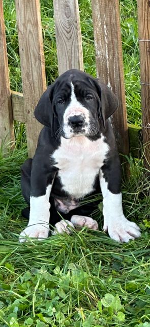 Du Domaine De Moraneyl - Chiot disponible  - Dogue allemand