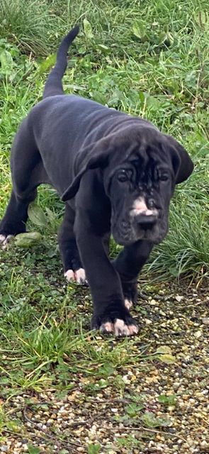 Du Domaine De Moraneyl - Chiot disponible  - Dogue allemand