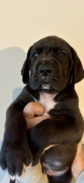 Du Domaine De Moraneyl - Chiot disponible  - Dogue allemand