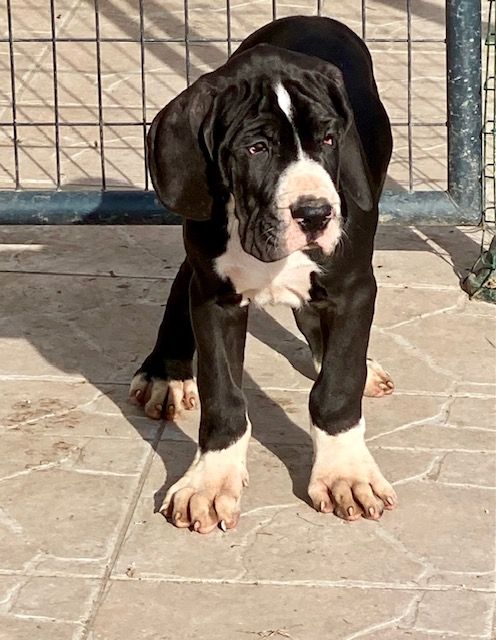 Du Domaine De Moraneyl - Chiots disponibles - Dogue allemand